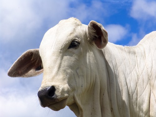 Pedra de Fel bovina para avaliação e venda